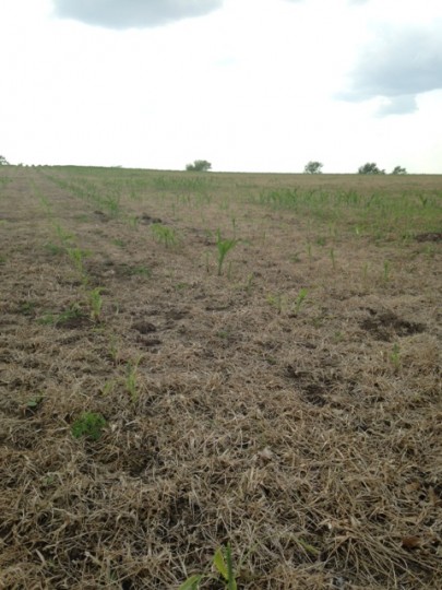 No-till corn planted into a rye cover crop, McHenry County, June 8, 2015 (Courtesy of Stephanie Porter, Burrus Sales Agronomist).