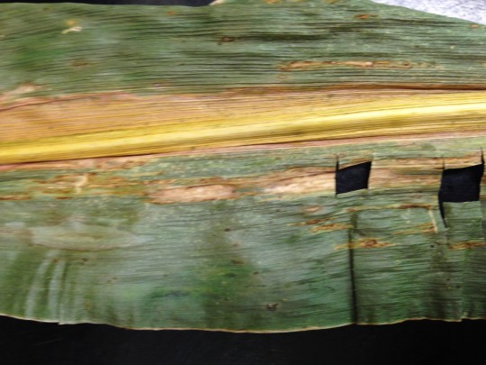 Lesion symptoms of Bacterial leaf stripe on corn in Illinois. Photo credit: University of Illinois Plant Clinic