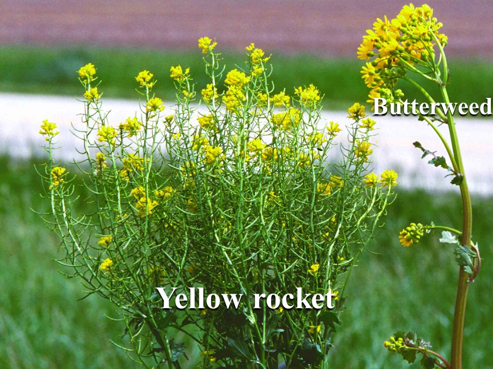 What is That Yellow-Flowered Plant? - farmdoc