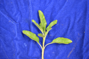 Select top few inches from the waterhemp  for testing
