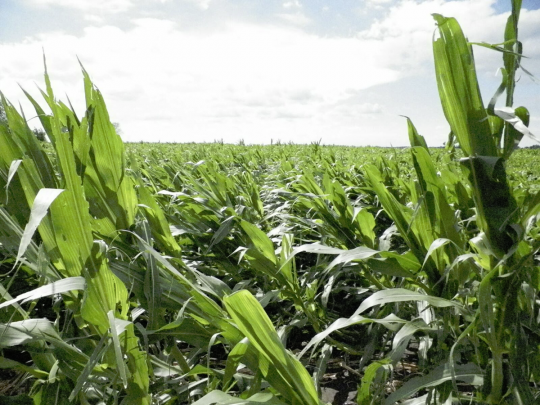 Figure 2. Corn flattened by wind in the early morning of June 22, 2016. Photo taken about 24 hours after the photo in Figure 1, and in the same field. Photo by Angie Peltier.