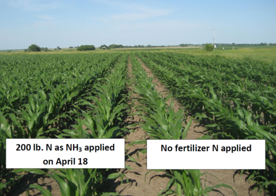 Figure 1. Photo taken on June 9 of V7 corn in a research trial near Urbana, Illinois. The crop followed soybean, and was planted on April 18. 