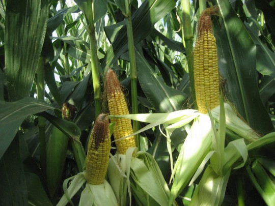 Figure 1. Ears in corn planted at 36,000 per acre on April 20. 