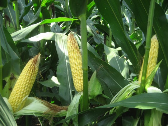 Ears in corn planted at 34,000 on April 22