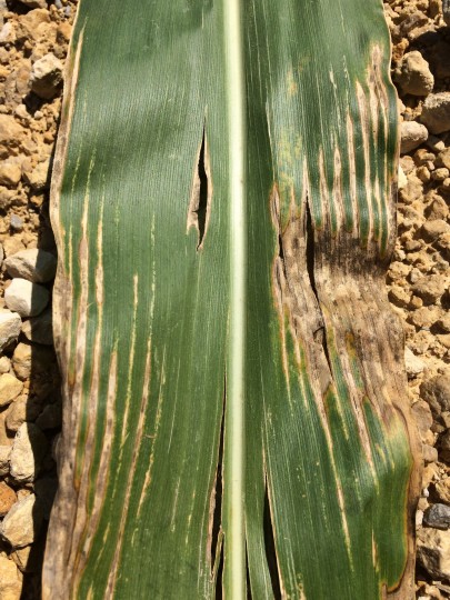 Picture 2: Late foliar symptoms of Bacterial leaf streak showing long lesions.  Photo courtesy of Scott Schirmer Illinois Department of Agriculture, State Plant Regulatory Official. 