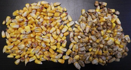 Figure. Healthy corn kernels (left) and kernels showing symptoms and signs of Diplodia ear mold have been found throughout the western and southwestern Illinois crop reporting districts and in corn harvested at the Northwestern Illinois Agricultural Research and Demonstration Center in Monmouth.