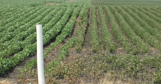 Figure 3.  Physical spray drift from the soybean field to the left onto the soybean field to the right.