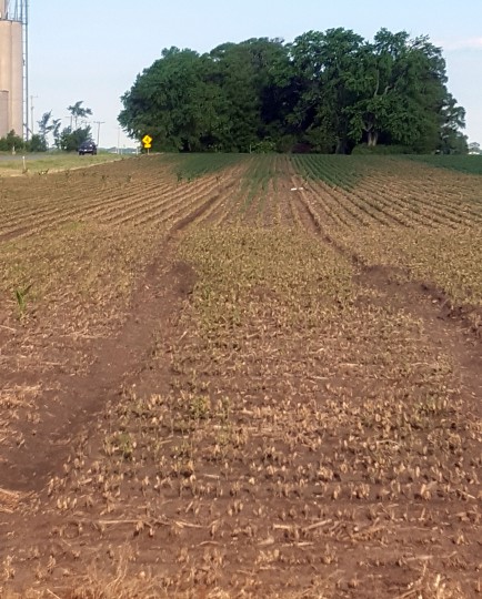 Figure 4.  Damage to soybean from dicamba residues dislodged from spray equipment.