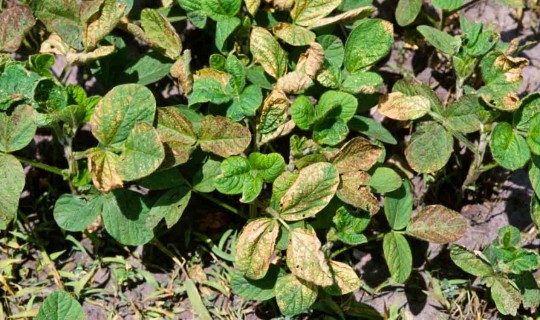 Figure 5.  Leaf distortion caused by a foliar-applied PPO-inhibiting herbicide.