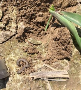 Black cutworm larvae and damage