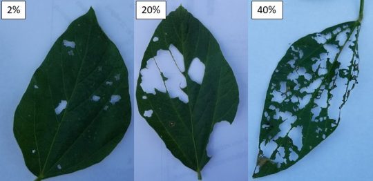 Soybean defoliation levels