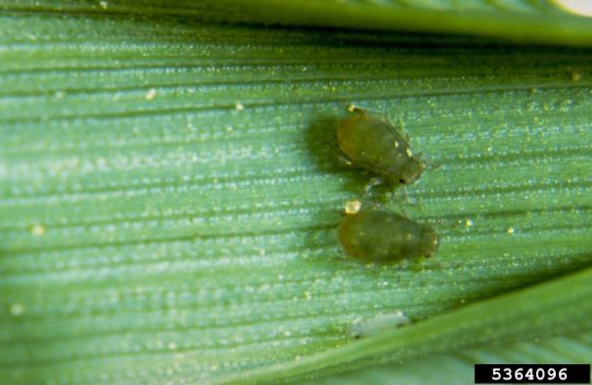 Image of two bird cherry-oat aphids