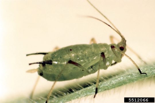 image of an English grain aphid