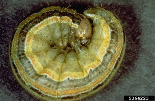 image of a true armyworm larva