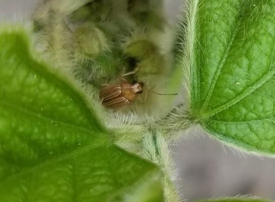 Grape colaspis adult in a soybean trifoliate