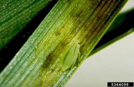 image of a greenbug aphid