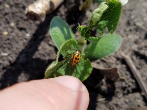 Bean leaf beetle on seedling soybean
