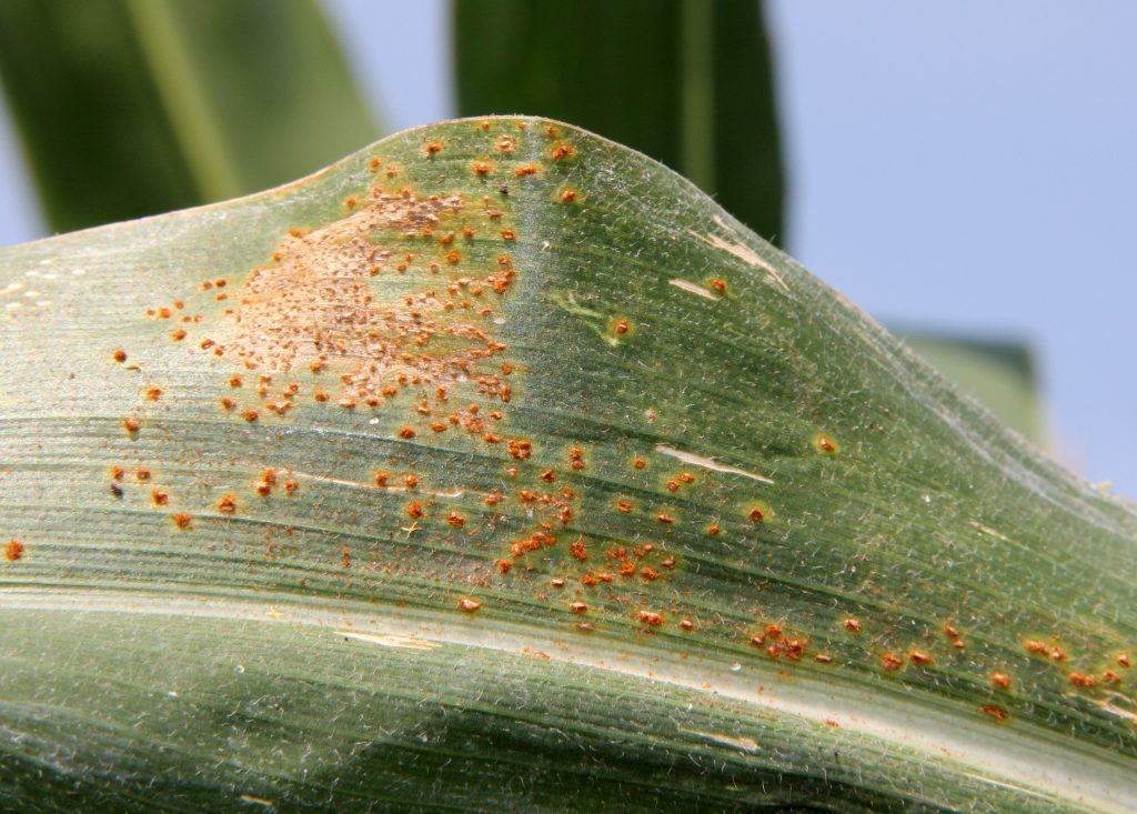 Rusty Sisson Southern rust in Illinois- it's complicated - farmdoc