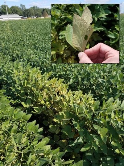 Image of spider mite damage in a field with close-up