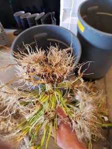 Image of a root damaged by corn rootworm.