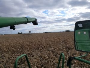 Image of corn at harvest that was damaged by rootworm