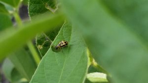 image of a bean leaf beetle adult