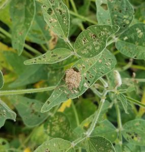 Image of an adult brown marmorated stink bug