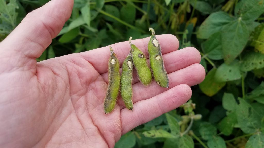 Image of soybean pods scarred by bean leaf beetle feeding
