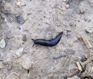 Image of a slug