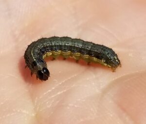 Image of a fall armyworm larva showing inverted "y" marking on head, 4 spots on 8th abdominal segment