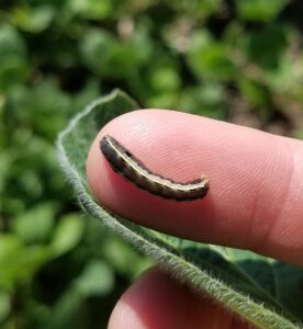 Image of yellowstriped armyworm with 2 bright yellow stripes along body