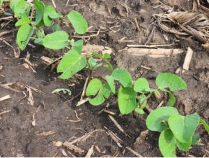 soybean plants with unifoliate leaves opened up