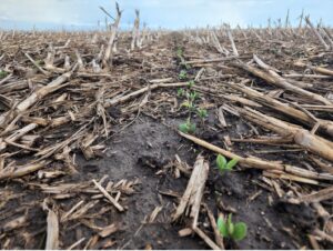 soybean seedlings emerging in no-till field