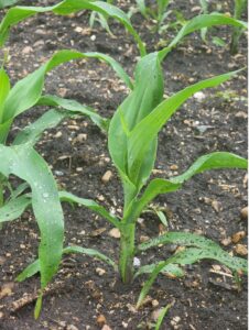 V4 corn plants