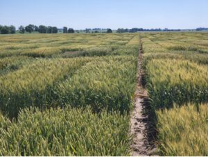 in-field view of wheat variety trials