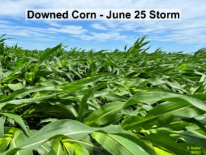 green corn plants flattened to the ground