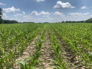 corn plants in rows with soil still visible between rows and blue sky