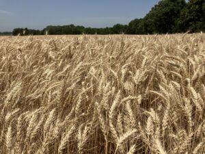 field of golden wheat