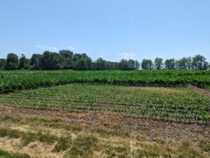 varying sizes of corn plots because of different planting dates