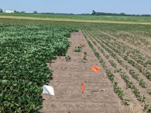 small soybean plants next to a larger soybean field