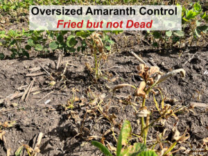 broadleaf weed plant partially dead after herbicide application