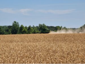 golden wheat field being harvested