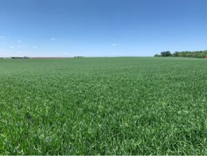 field with green grassy growth in a pasture