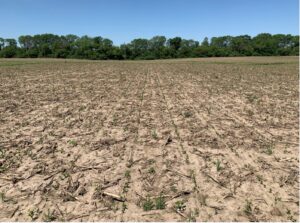 rows of small soybean seedlings in a field