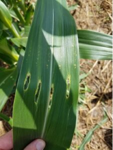 corn leaf with holes in it from insect feeding