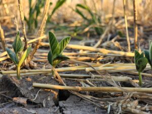 Double crop soybean emergence near Carlinville on July 4th.