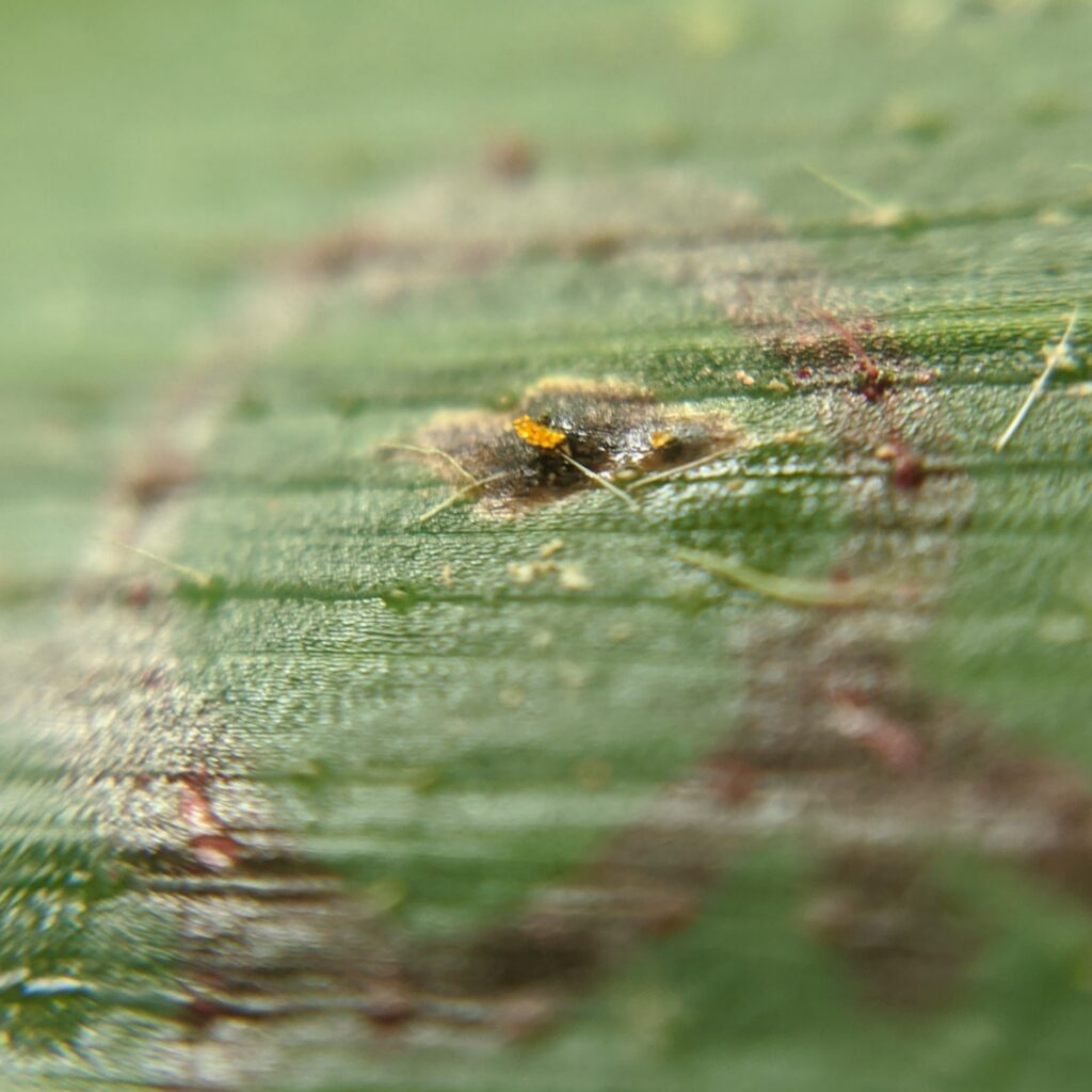 close up of black fungal stroma with orange spores exuding