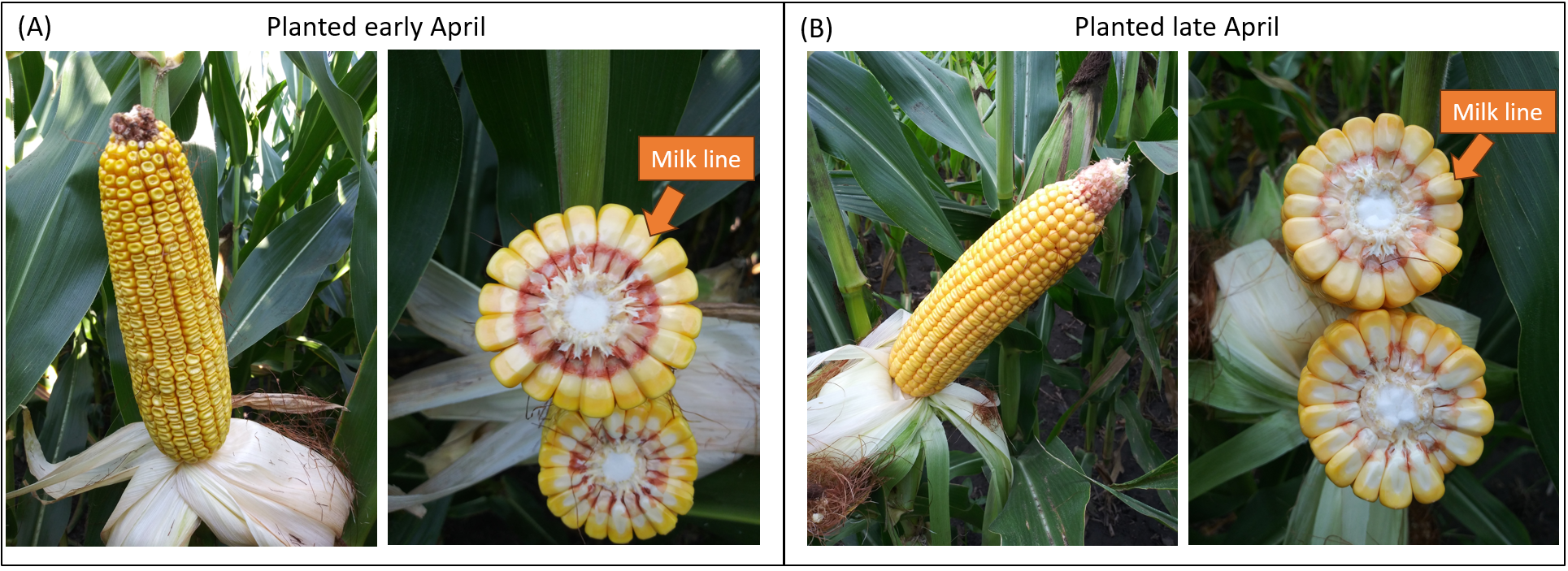 Stages Of Sweet Corn Growth