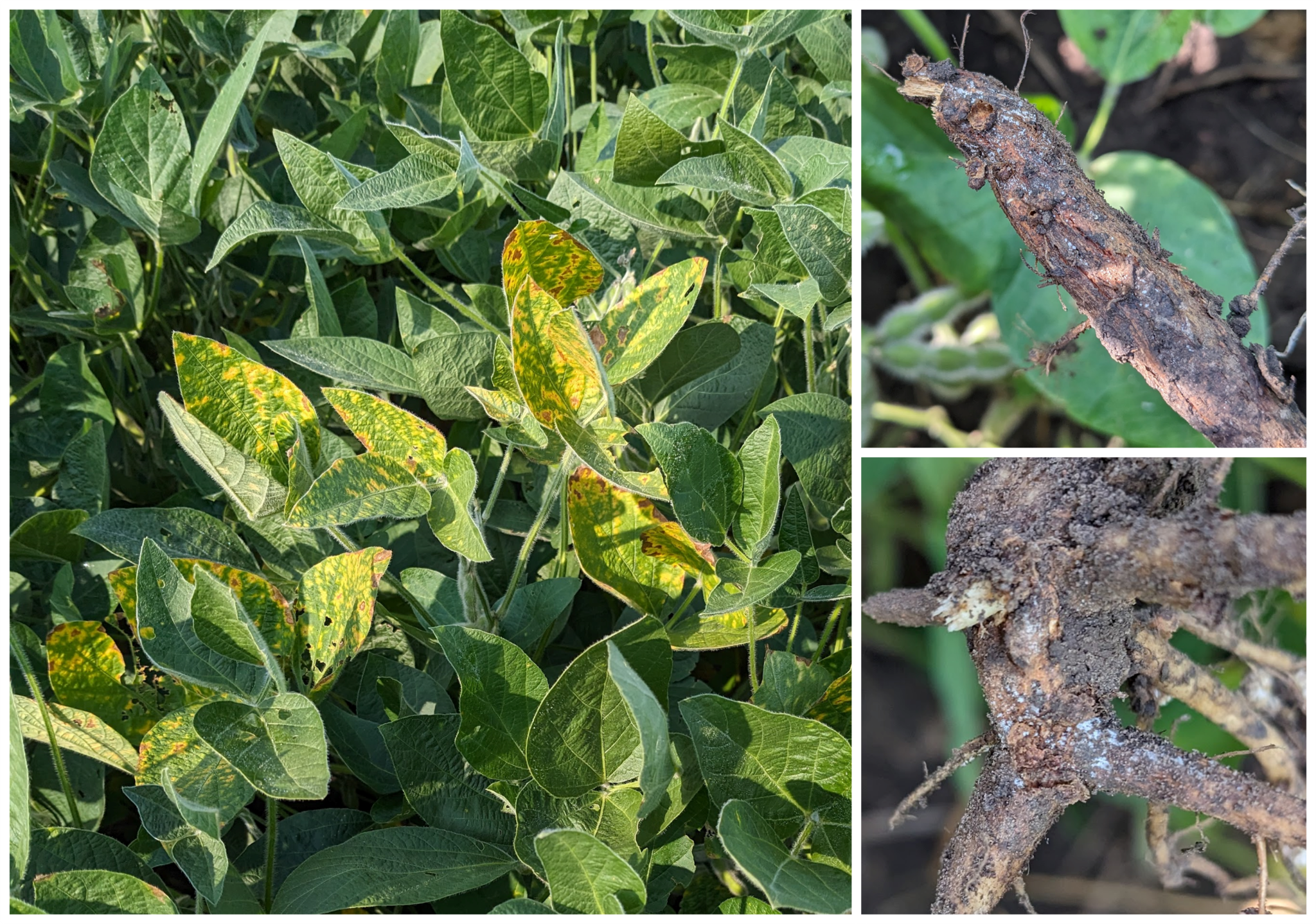 Treatment For Sudden Death Syndrome In Soybeans
