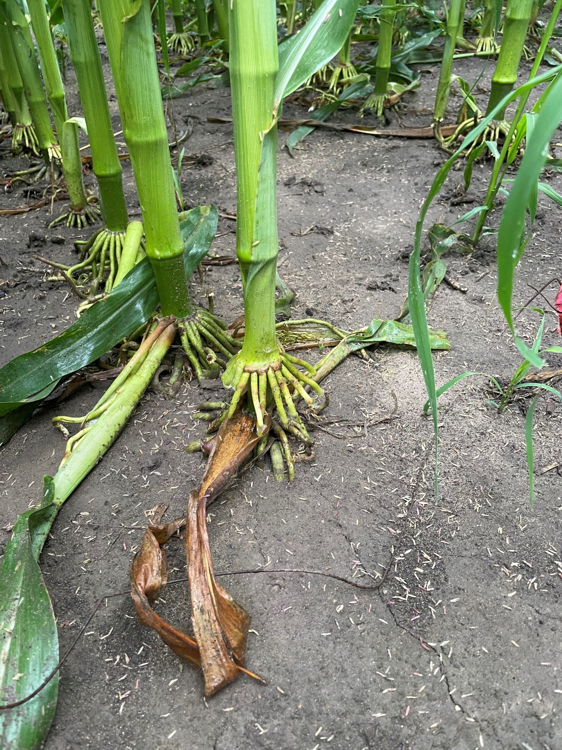 Illinois Crop Update - July 12, 2024 - farmdoc